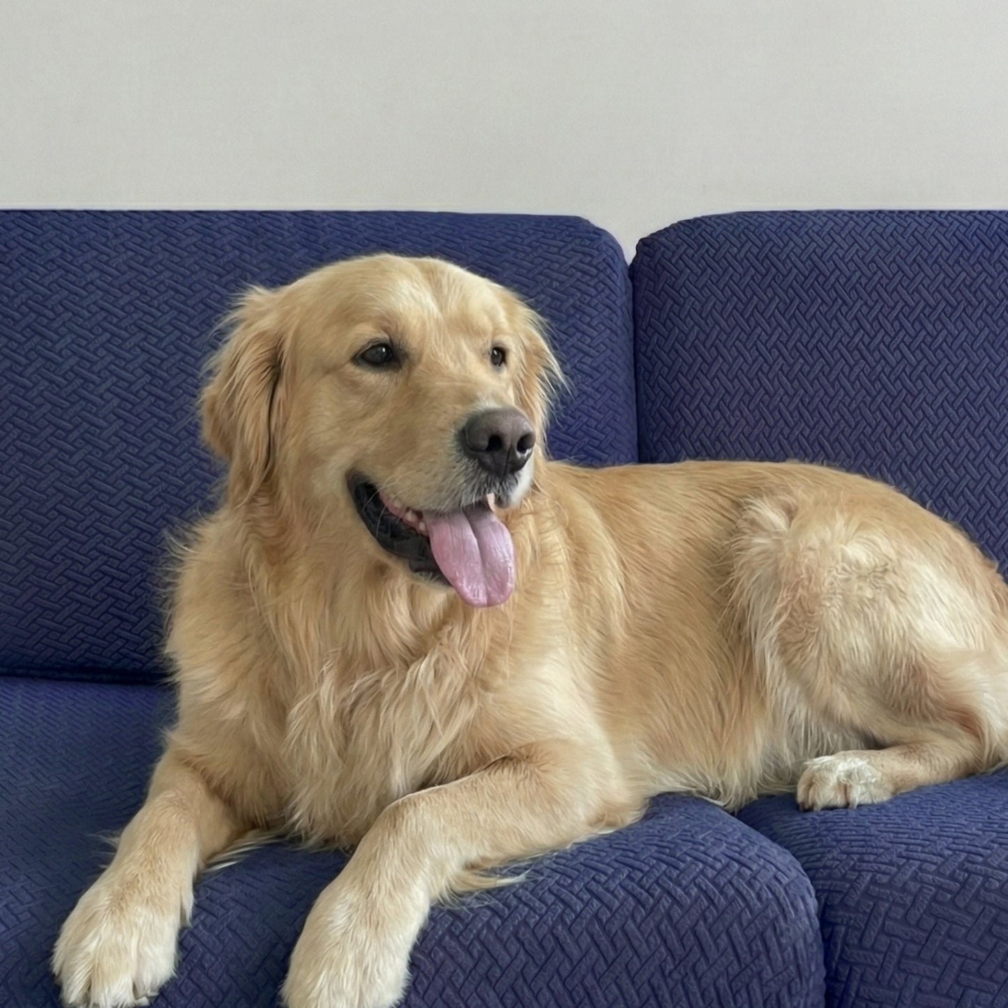 Pet-Friendly Sofa Covers