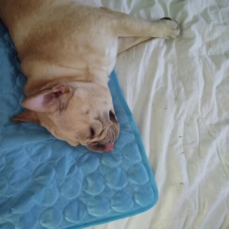 Dogs and their owners have spoken: