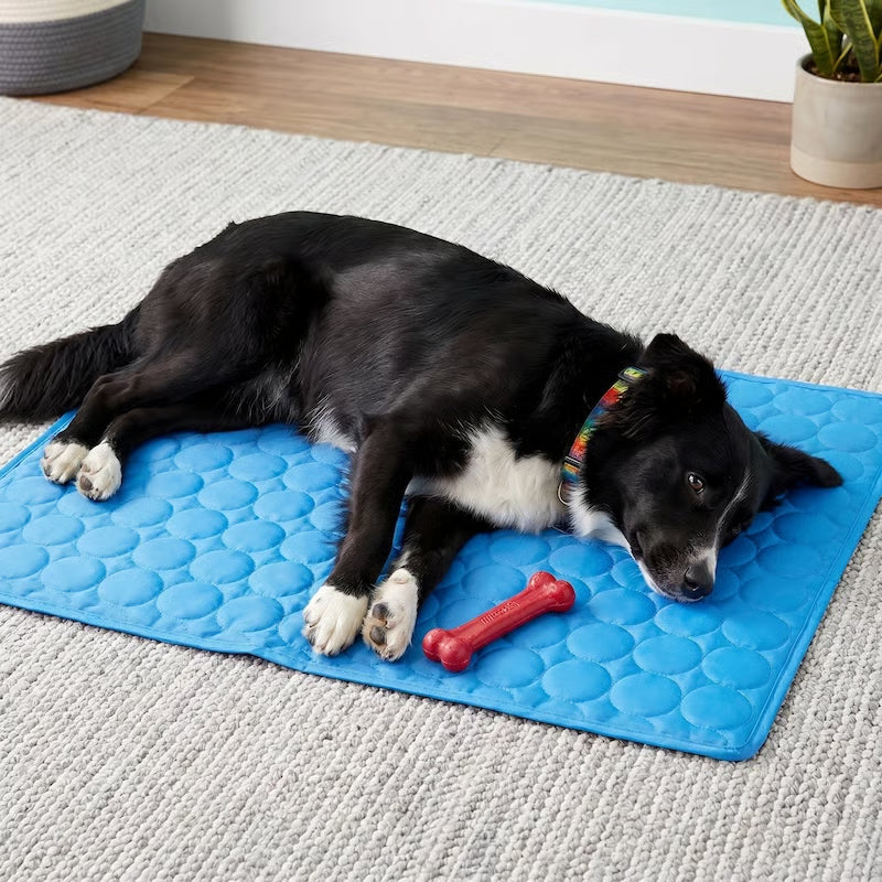Dogs and their owners have spoken: