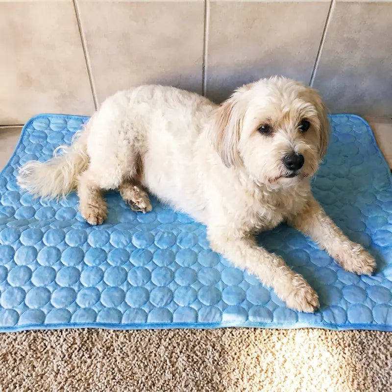 Dogs and their owners have spoken: